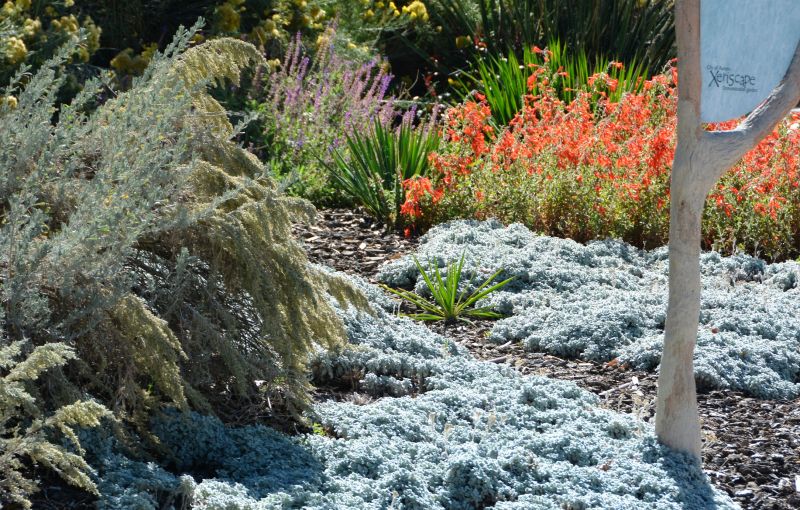 Xeriscape Landscaping Promotions