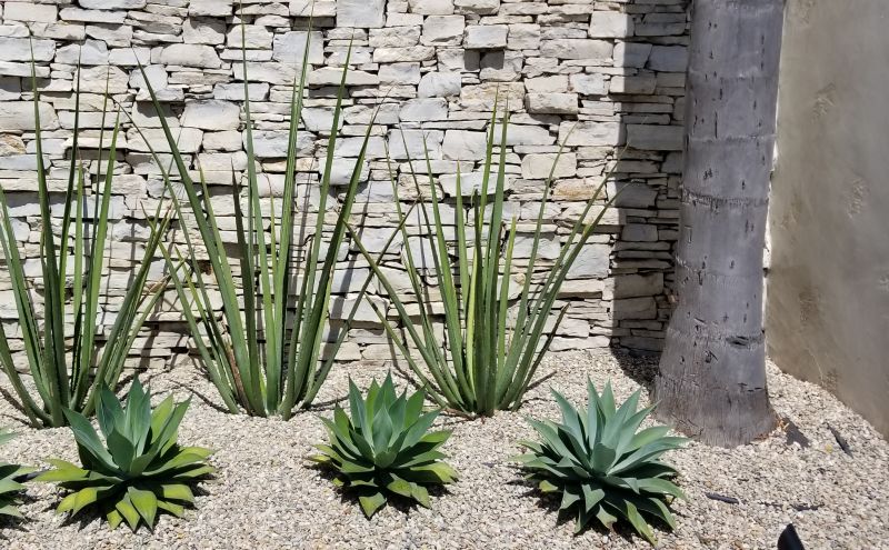 Xeriscape Landscape with Succulents