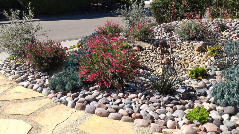 Drought-Resistant Plants