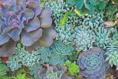 Get Professional Landscaping Services!